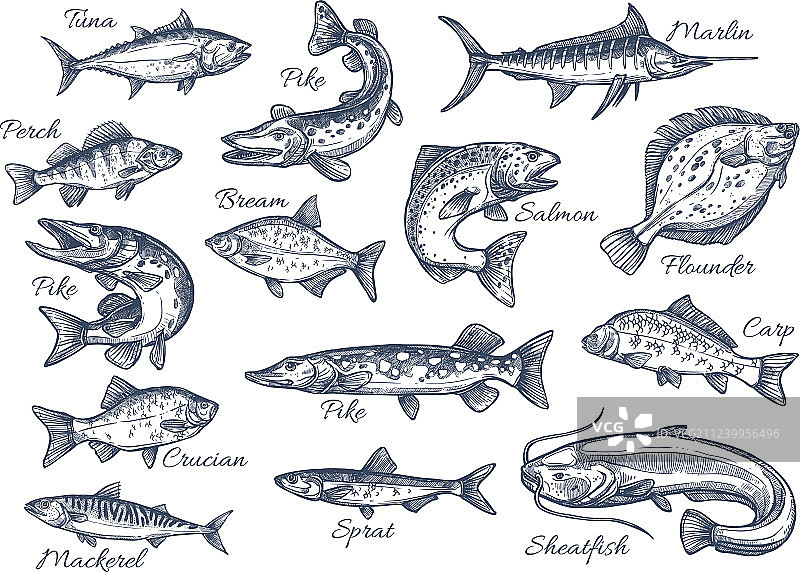 河流或海洋鱼类素描图标图片素材