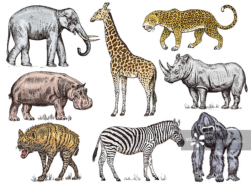 非洲动物：犀牛和大象图片素材