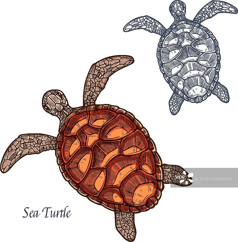 海龟简笔画图标图片素材