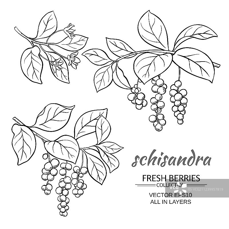 五味子套装图片素材