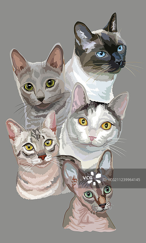 猫咪明信片图片素材