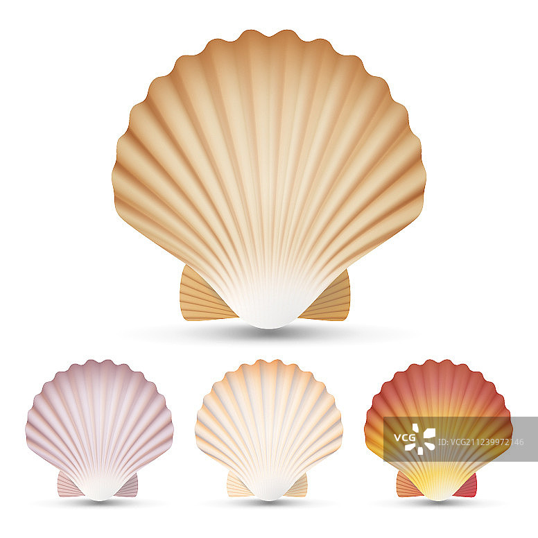 扇贝海贝套装异国情调纪念品图片素材