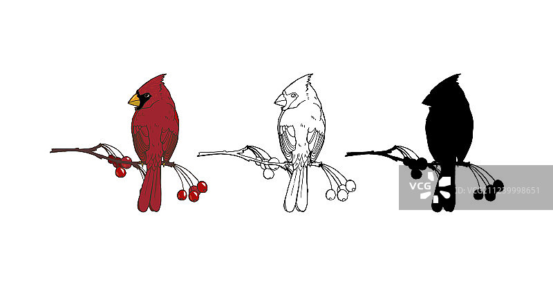 北美红雀图片素材