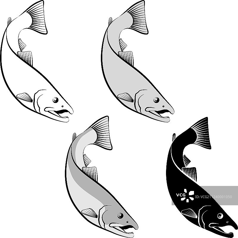 大马哈鱼图片素材