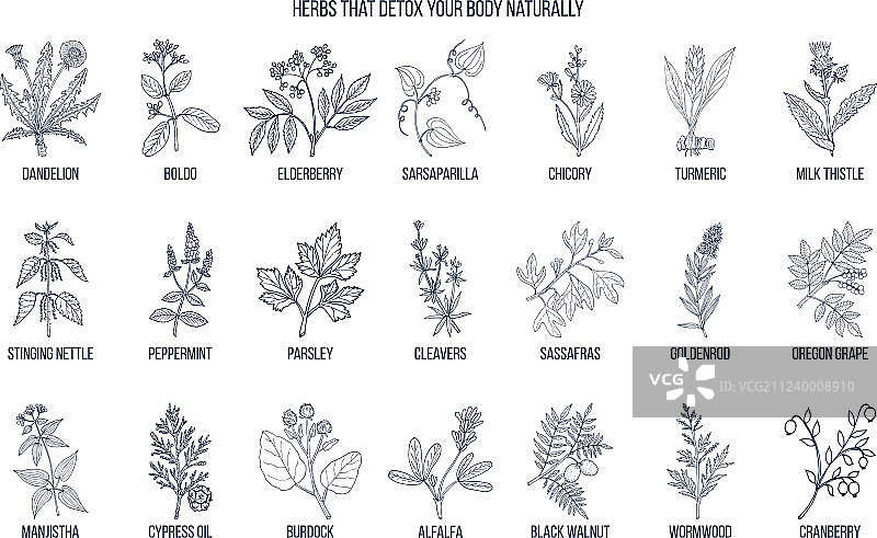 最佳身体排毒草药图片素材