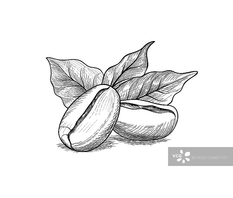 咖啡豆与树叶咖啡饮品banner美食图片素材
