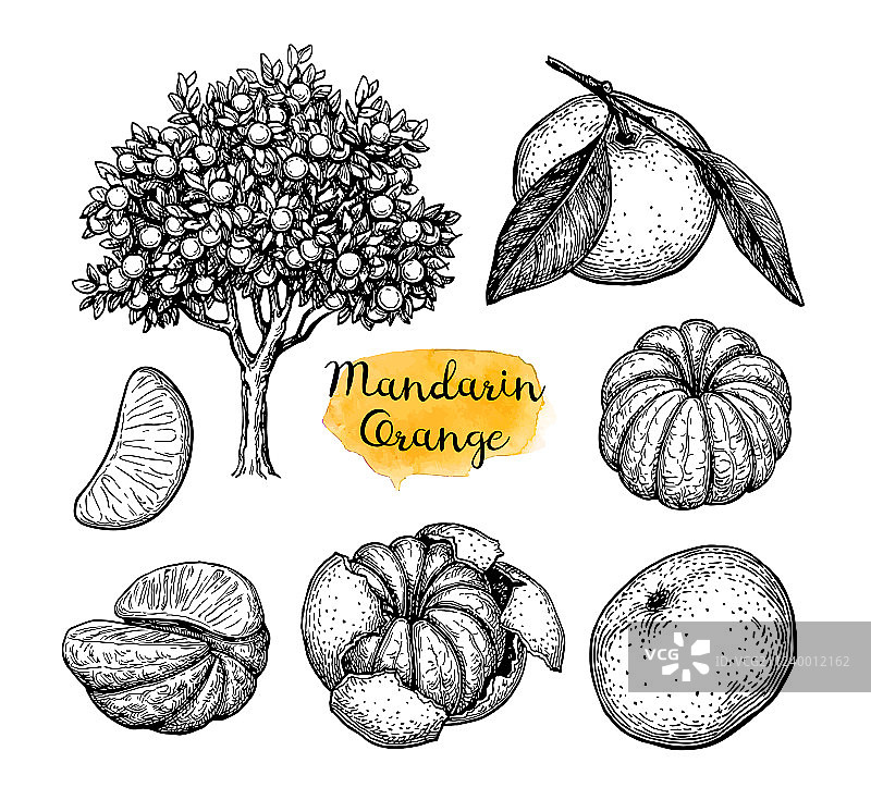 橘子水墨素描图片素材