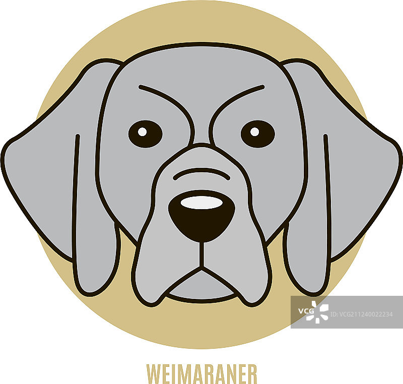 魏玛犬肖像图片素材