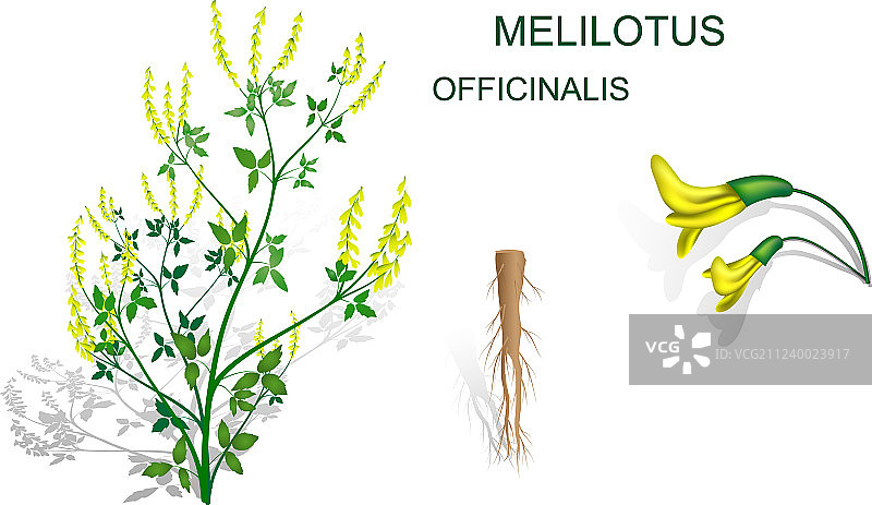 药用草木樨花和根图片素材