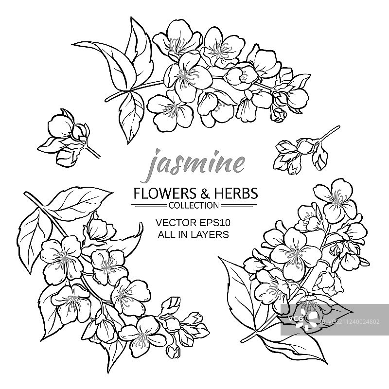 茉莉花套装图片素材