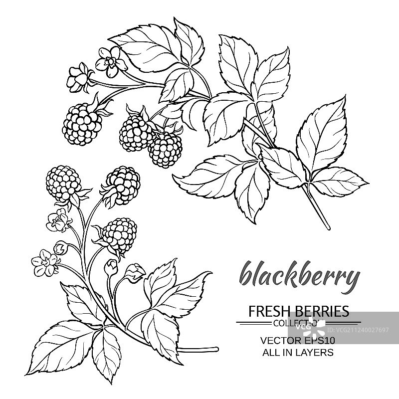 黑莓套装图片素材