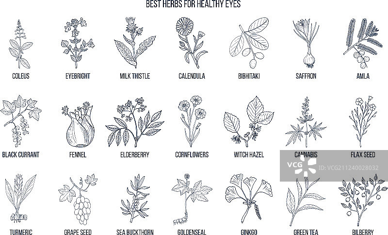 有益眼睛健康的草药图片素材