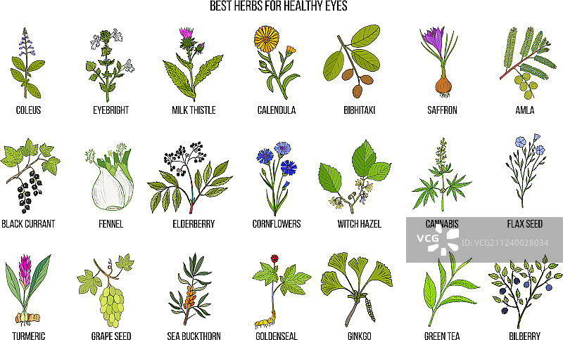 有益眼睛健康的草药图片素材