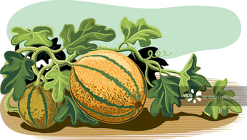 种植西瓜，带一些成熟的果实图片素材