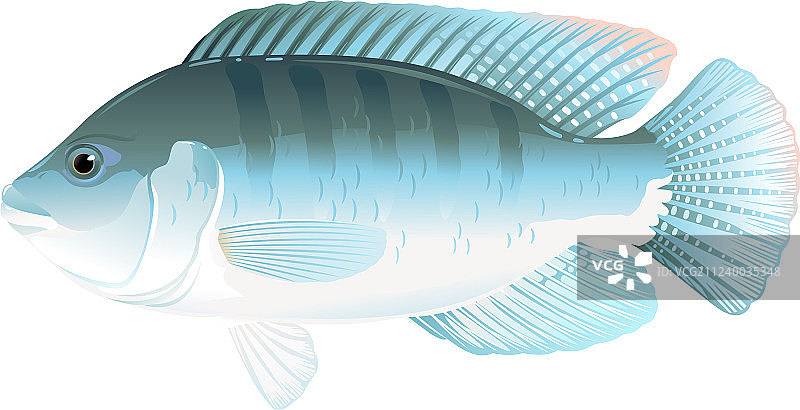 罗非鱼图片素材