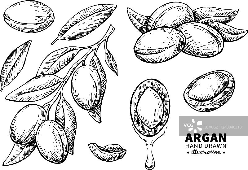 复古风格阿甘果手绘插画图片素材