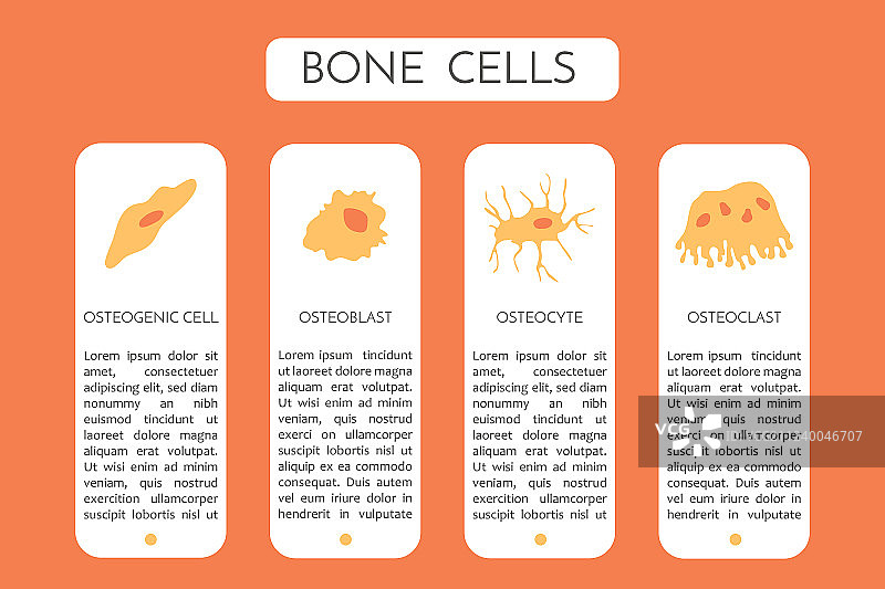 骨细胞类型示意图图片素材