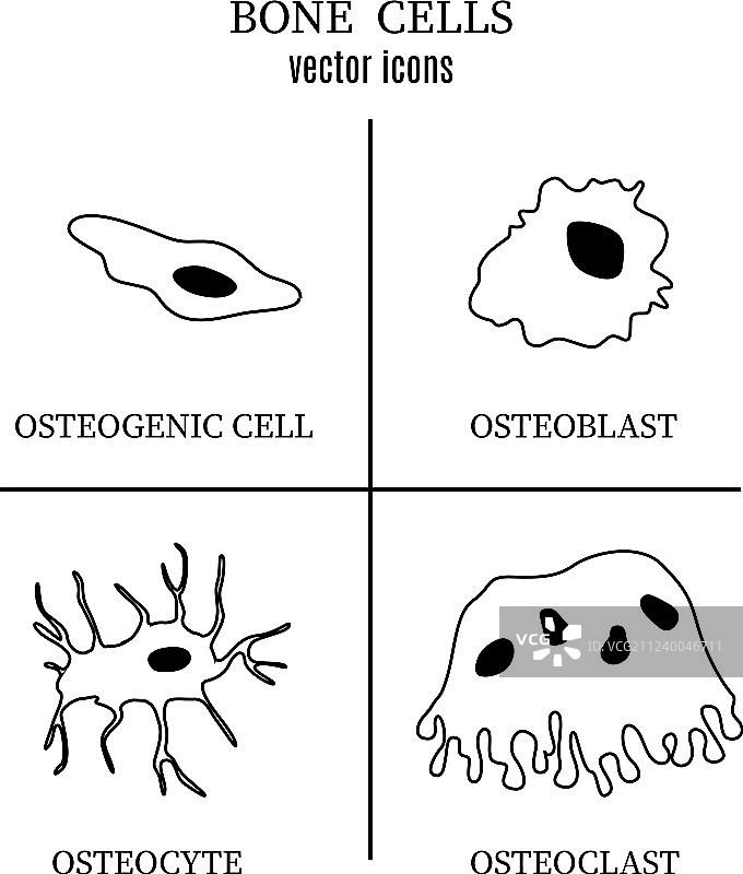 骨细胞骨单位线性风格图片素材
