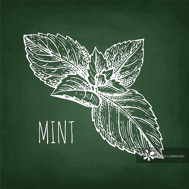 薄荷粉笔素描图片素材