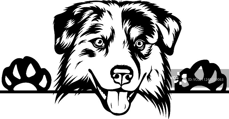 澳大利亚牧羊犬品种宠物偷看图片素材