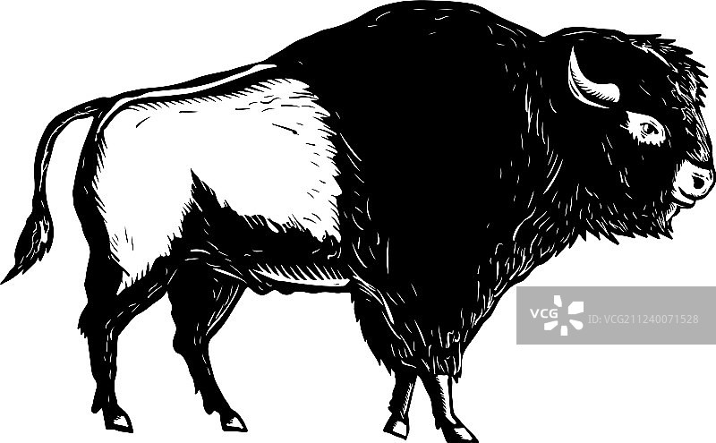 美洲野牛侧面黑白木刻图片素材