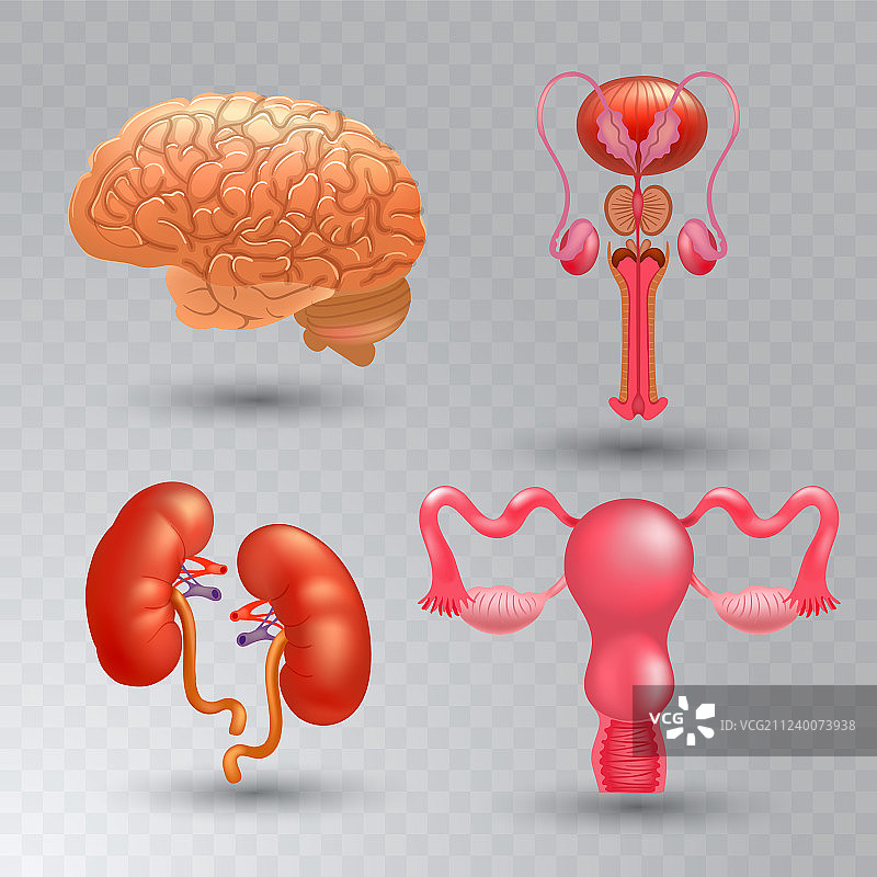逼真内脏图标集图片素材
