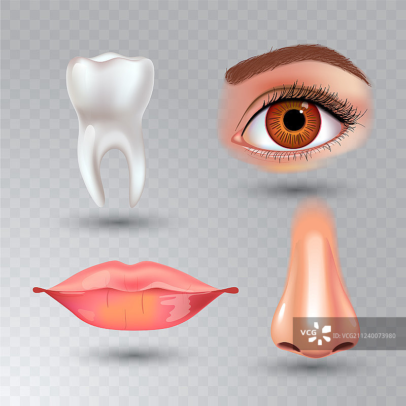 透明背景上的人体器官图标集图片素材