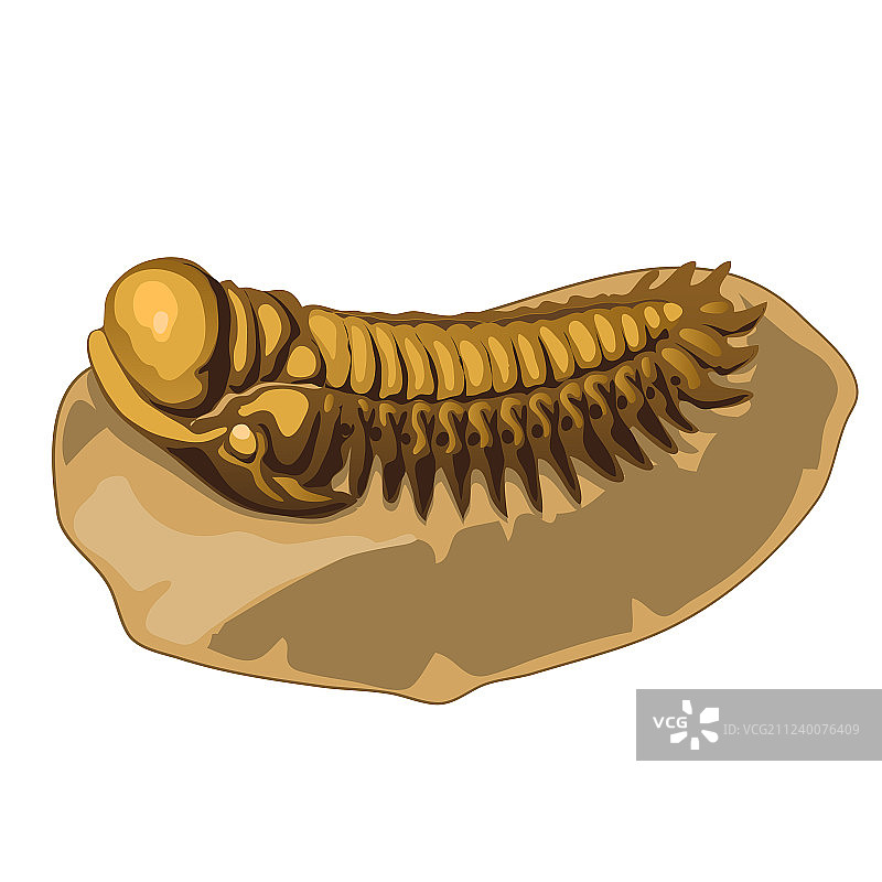 白色背景上的史前三叶虫化石图片素材
