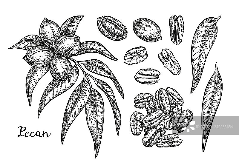 山核桃墨水素描图片素材