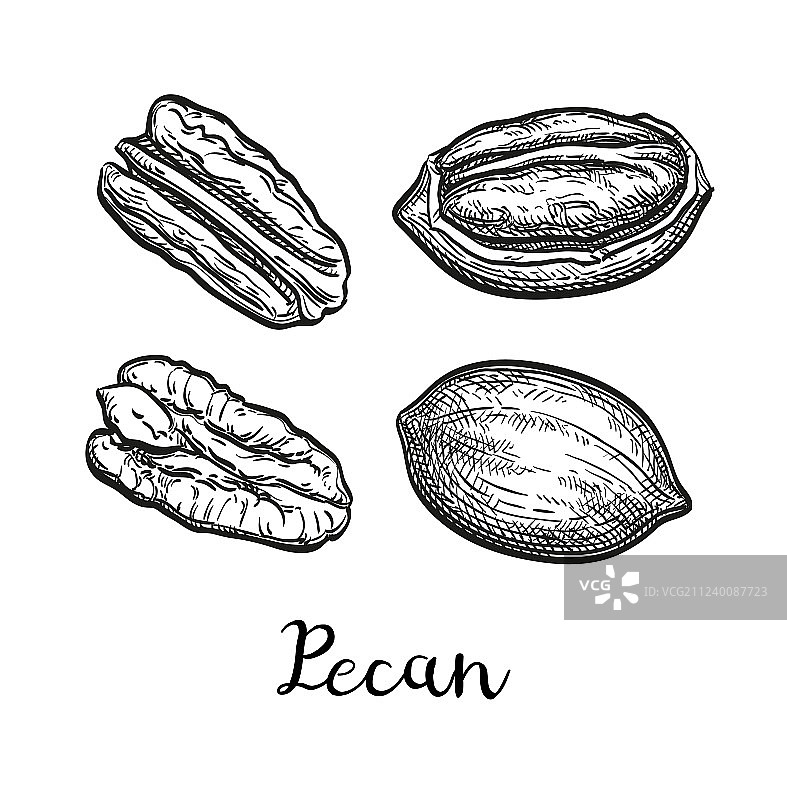 山核桃墨水素描图片素材