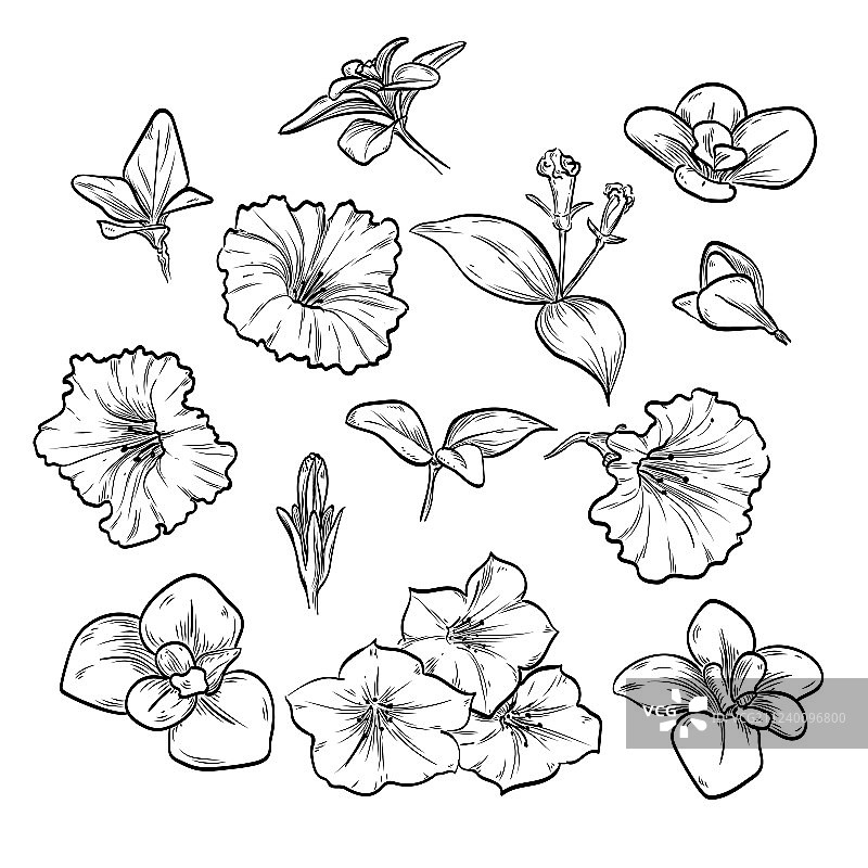 手绘优雅矮牵牛花图片素材