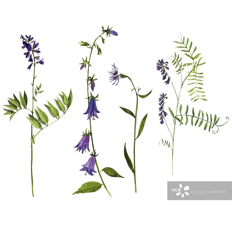 水彩植物绘画套装图片素材