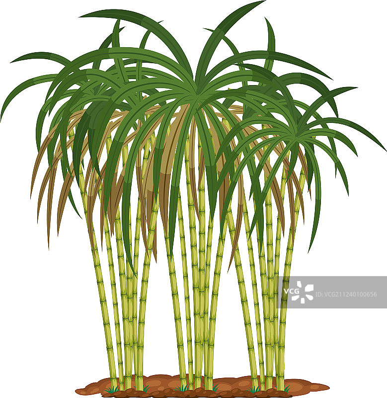 白色背景上的甘蔗图片素材