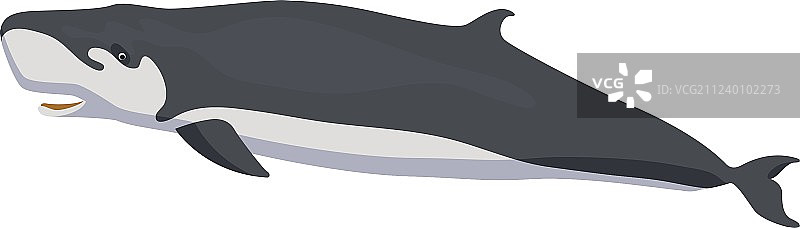 白色背景上的小抹香鲸图标图片素材