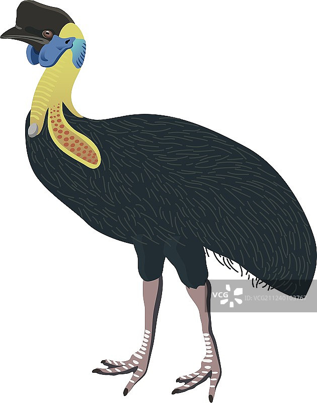 白色背景上的南方鹤鸵鸟图片素材