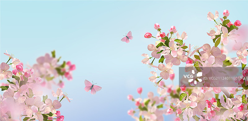 春天樱花盛开图片素材