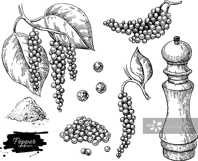 黑胡椒绘画集图片素材