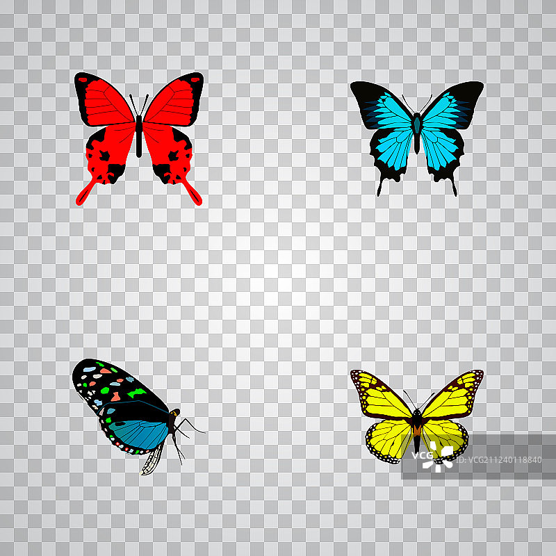 逼真天堂凤蝶图片素材