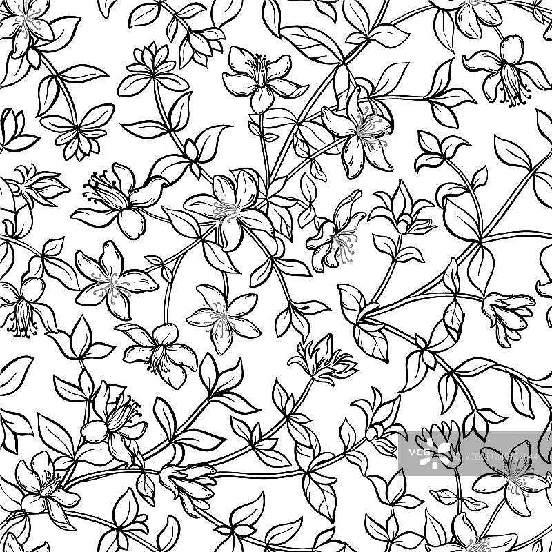 金丝桃无缝图案图片素材