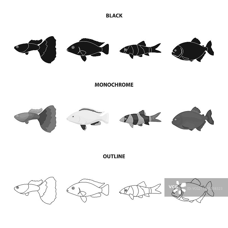 小丑鱼、食人鱼、丽鱼、蜂鸟和孔雀鱼图片素材