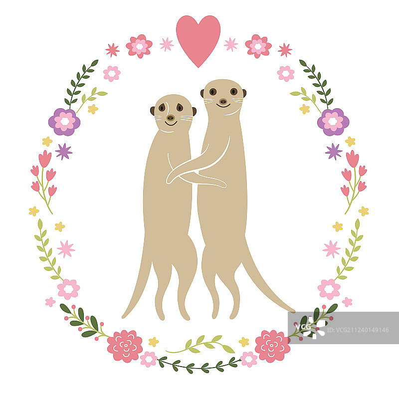 可爱的猫鼬图片素材