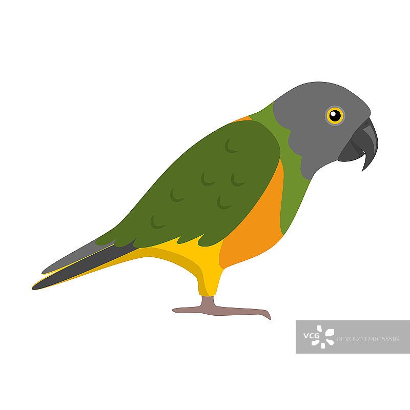 扁平风格塞内加尔鹦鹉图标图片素材