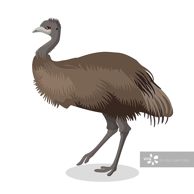 鸸鹋鸟全身像（白色背景）图片素材