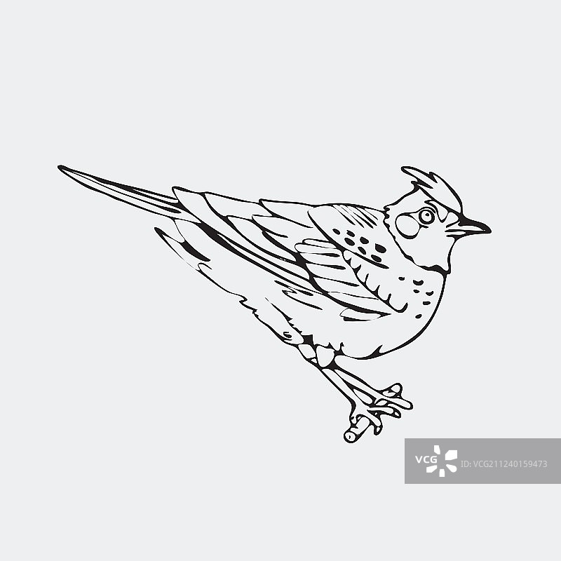 手绘铅笔画的云雀、黄鹂、山雀图片素材