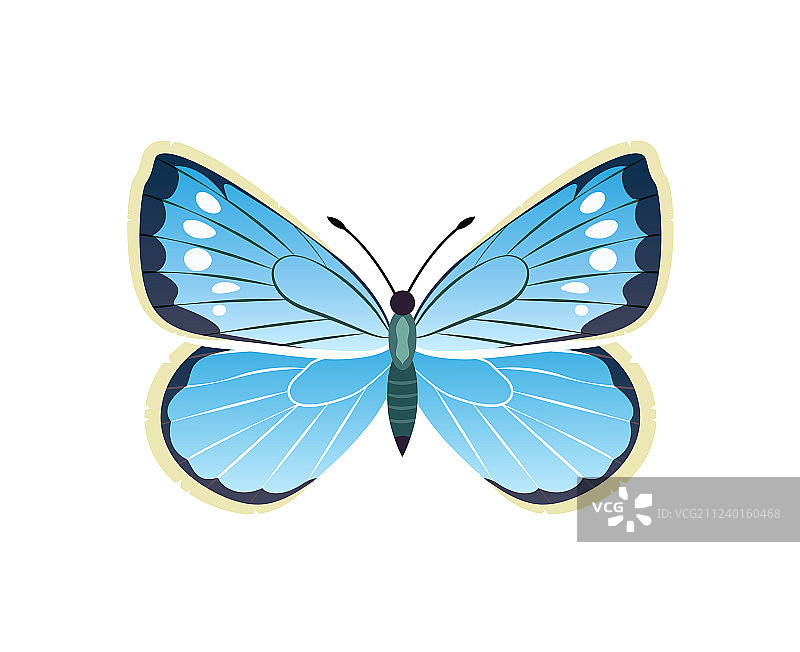 蓝色的佩莱德斯猫头鹰蝶图片素材