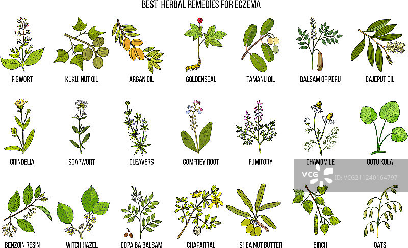 治疗湿疹的最佳药草图片素材