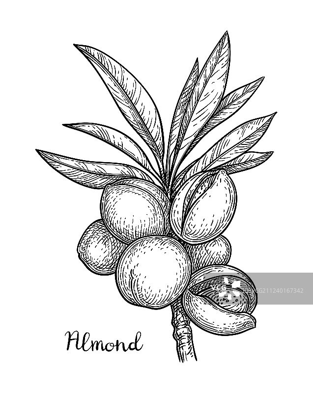 杏仁墨水草图图片素材