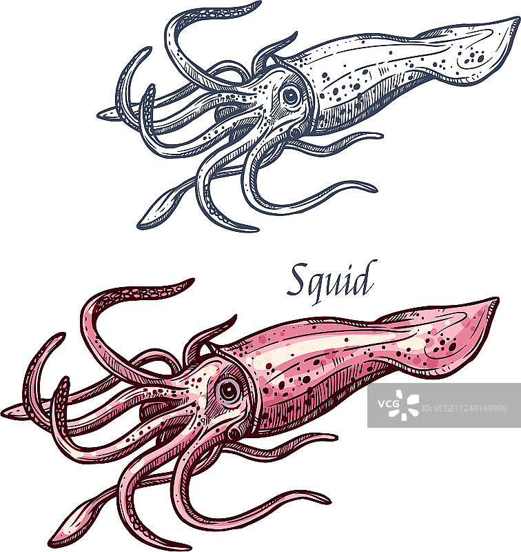 鱿鱼海鲜海洋动物素描图片素材