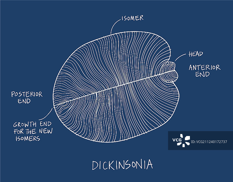 狄金逊生物化石素描古生物学绘画图片素材
