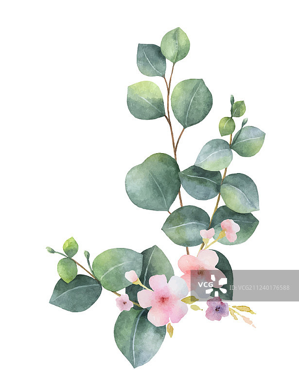 水彩桉树花束图片素材